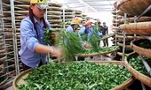 Viet Nam’s exports to Pakistan rise 19% in 2025