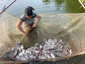 Vietnamese tilapia has the opportunity to break through in the global supply