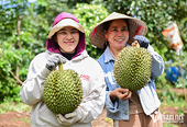 Durian boom puts Viet Nam on track for global lead