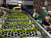 Improve agricultural product preservation technology to reduce export costs