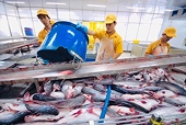 With a decrease in the supply of whitefish, pangasius fish have more opportunities for export