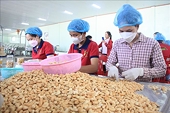 Viet Nam's cashew industry aims to maintain its growth momentum after a record year