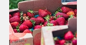 U.S. launches antidumping investigation into Mexican strawberry exports