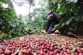 Coffee prices plummet, rice prices rebound thanks to export growth