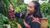 Viet Nam's coffee industry is transitioning to a green ecosystem, with exports reaching $8.92 billion