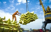 Rice prices rise across the board, exports improve.
