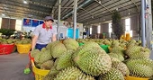 Viet Nam’s fruit and vegetable exports to China surge robustly