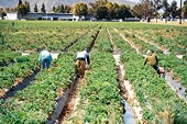 Increasing the value of agriculture: Eliminating the mindset of relying solely on labor for profit.