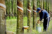 Rubber prices are rising across the board, but supply risks continue to weigh heavily on the market