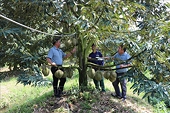 Establishing and managing planting area codes helps ensure sustainable fruit exports.