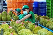 Durian exporting businesses adapt to the digital age.