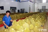 The "bottleneck" in durian exports