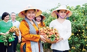 Lychee exports: Standardizing codes for growing areas and packaging facilities.