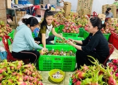 Overcoming barriers to sustainable dragon fruit exports