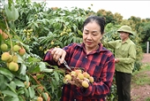Maintaining the lychee brand through quality and professional export practices