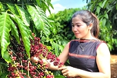 Gia Lai develops its agricultural sector by linking it to export value chains