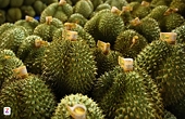 Viet Nam wants to cooperate with Thailand in exporting rice and durian