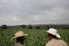 Mexican sugar producers push to scrap U.S. import quotas