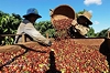 Coffee Citizens model aims to lift Vietnamese value chain