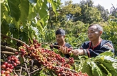 Boosting agricultural exports to the U.S.: Supply chains hold the key