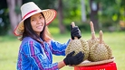 China remains Viet Nam's largest agricultural export market as durian shipments drive record trade